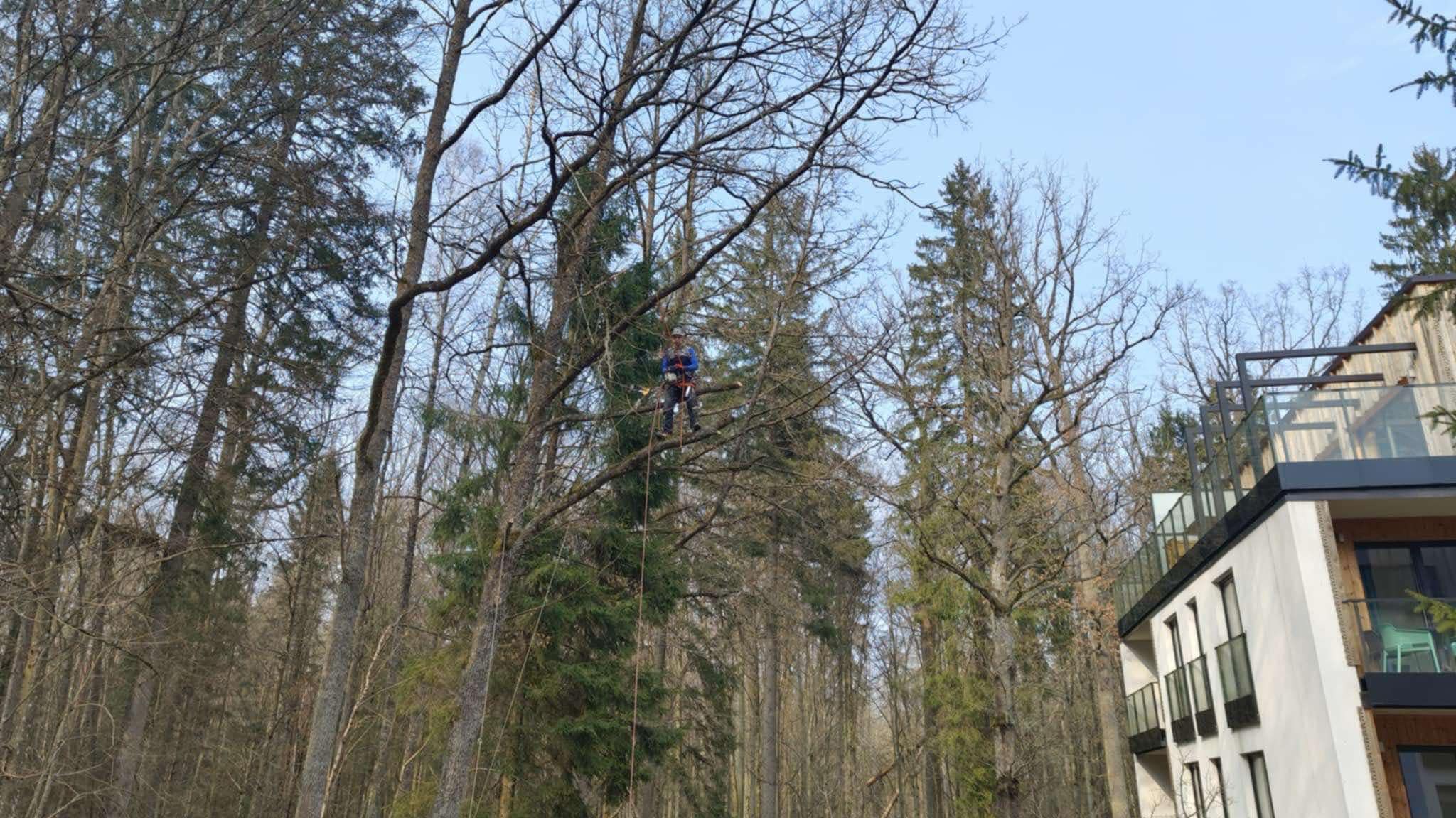 Arborysta w uprzęży, na linie, przycina gałęzie drzewa w lesie, w tle nowoczesny budynek z balkonami.