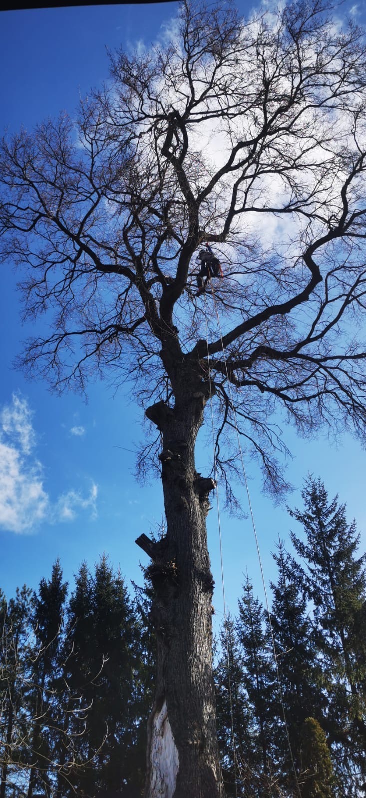 Arborysta na wysokościach, zabezpieczony linami, pracuje na rozłożystym drzewie bez liści, na tle błękitnego nieba z chmurami i w otoczeniu innych drzew iglastych.