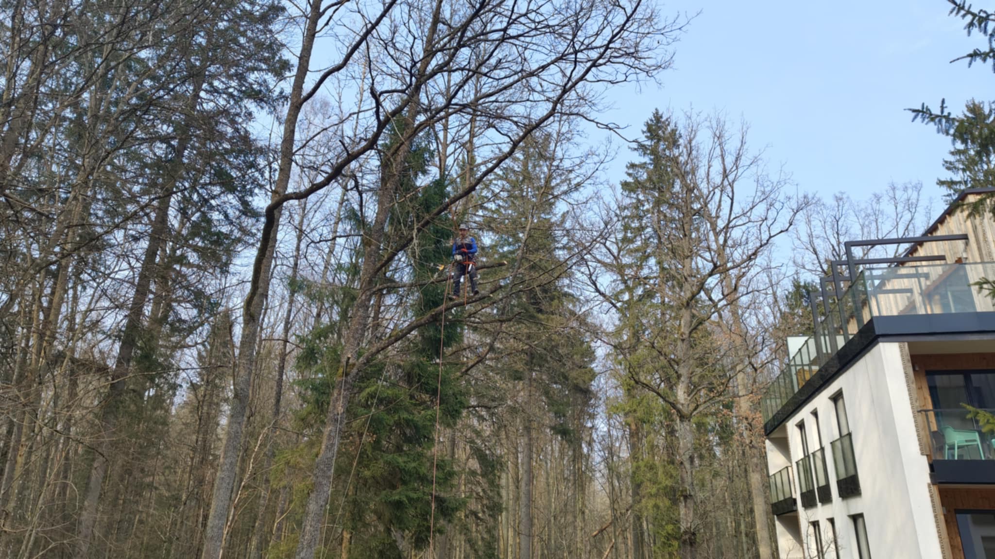 Arborysta w uprzęży, na linie, przycina gałęzie drzewa w lesie, obok nowoczesny budynek z balkonami.