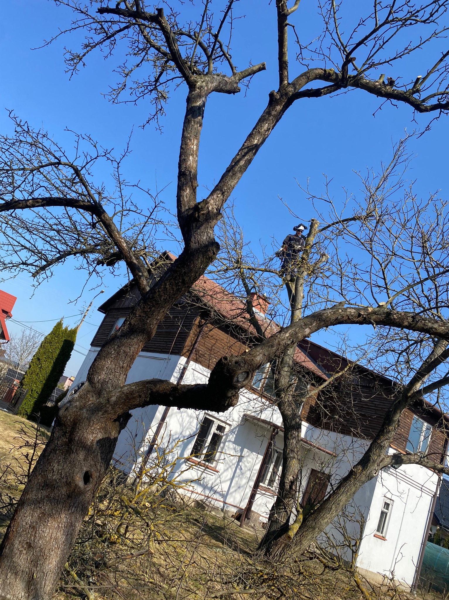 Pracownik w kasku i okularach ochronnych, stojący na drzewie bez liści, przycina gałęzie piłą łańcuchową na tle błękitnego nieba i budynku mieszkalnego.