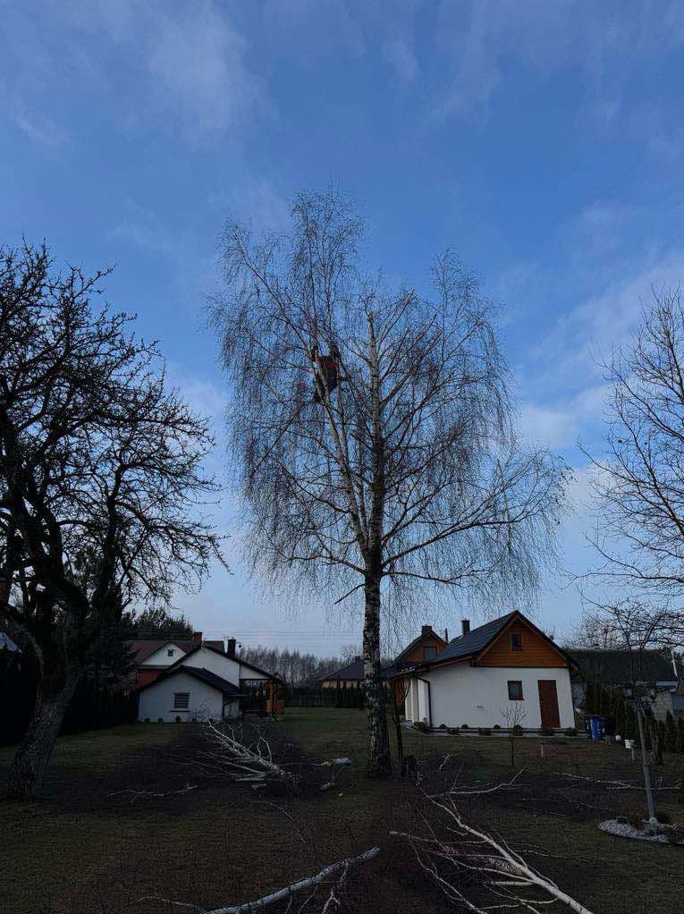 Osoba w uprzęży, w koronie wysokiej brzozy bez liści, na tle błękitnego nieba z chmurami, świeżo ścięte gałęzie na trawniku, zabudowa jednorodzinna w tle.