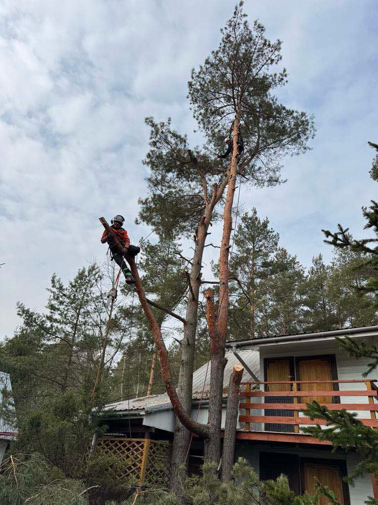 Dwóch arborystów w trakcie wycinki wysokiej sosny przy domu, jeden trzyma odcięty kawałek pnia, drugi pracuje na szczycie drzewa, widoczne liczne gałęzie i fragmenty pnia na ziemi.