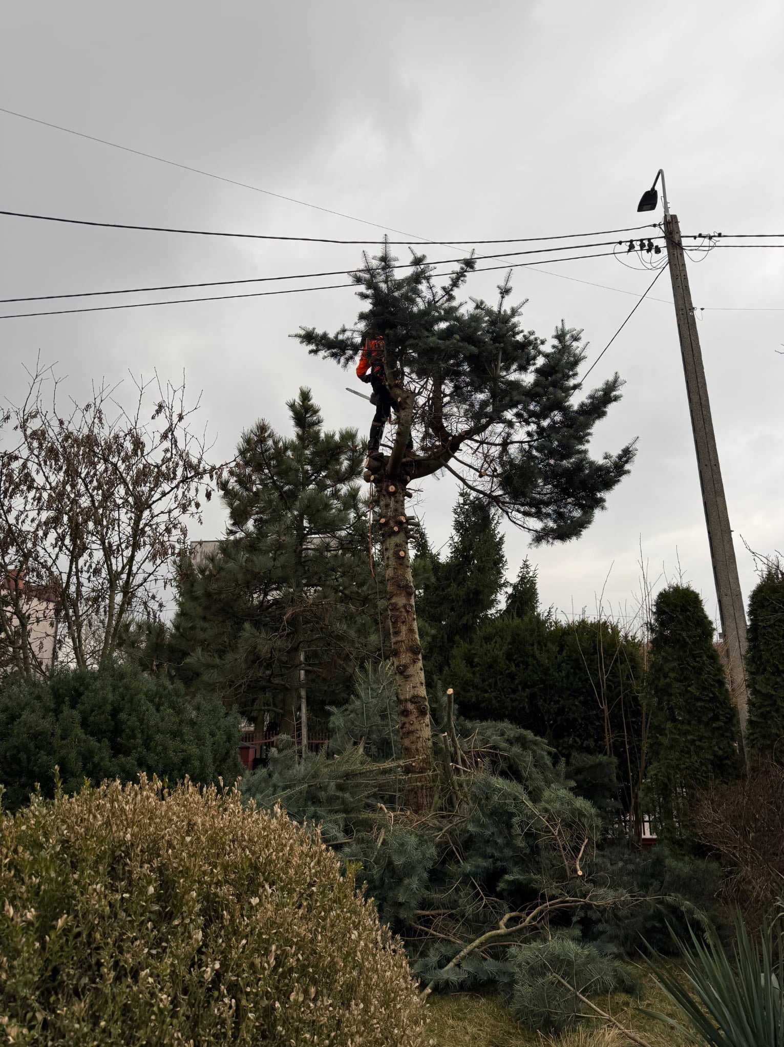 Pracownik w pomarańczowym kombinezonie na wysokości drzewa, obok słup elektryczny, w tle inne drzewa i krzewy, na ziemi leżą odcięte gałęzie