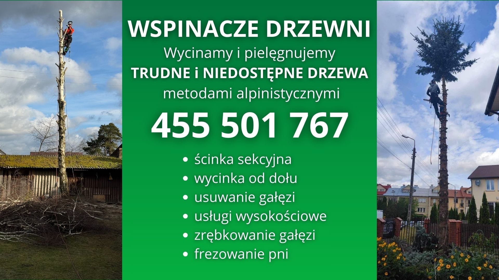 Arborysta na wysokości, zabezpieczony linami, przycina wierzchołek drzewa, obok stos gałęzi, w tle zabudowa jednorodzinna.