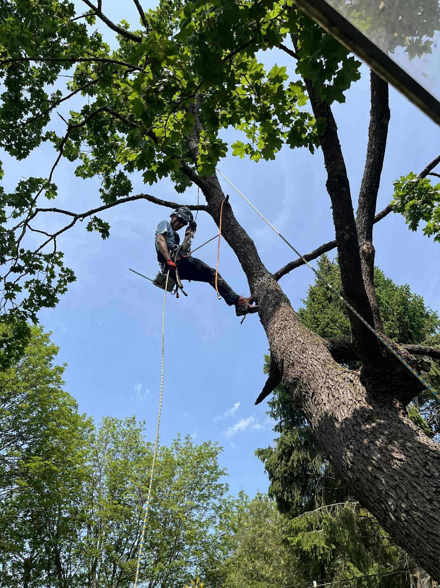 Arborysta w kasku, zabezpieczony linami, siedzi na gałęzi drzewa z piłą łańcuchową. Ujęcie z dołu, widoczne korony drzew i błękitne niebo.