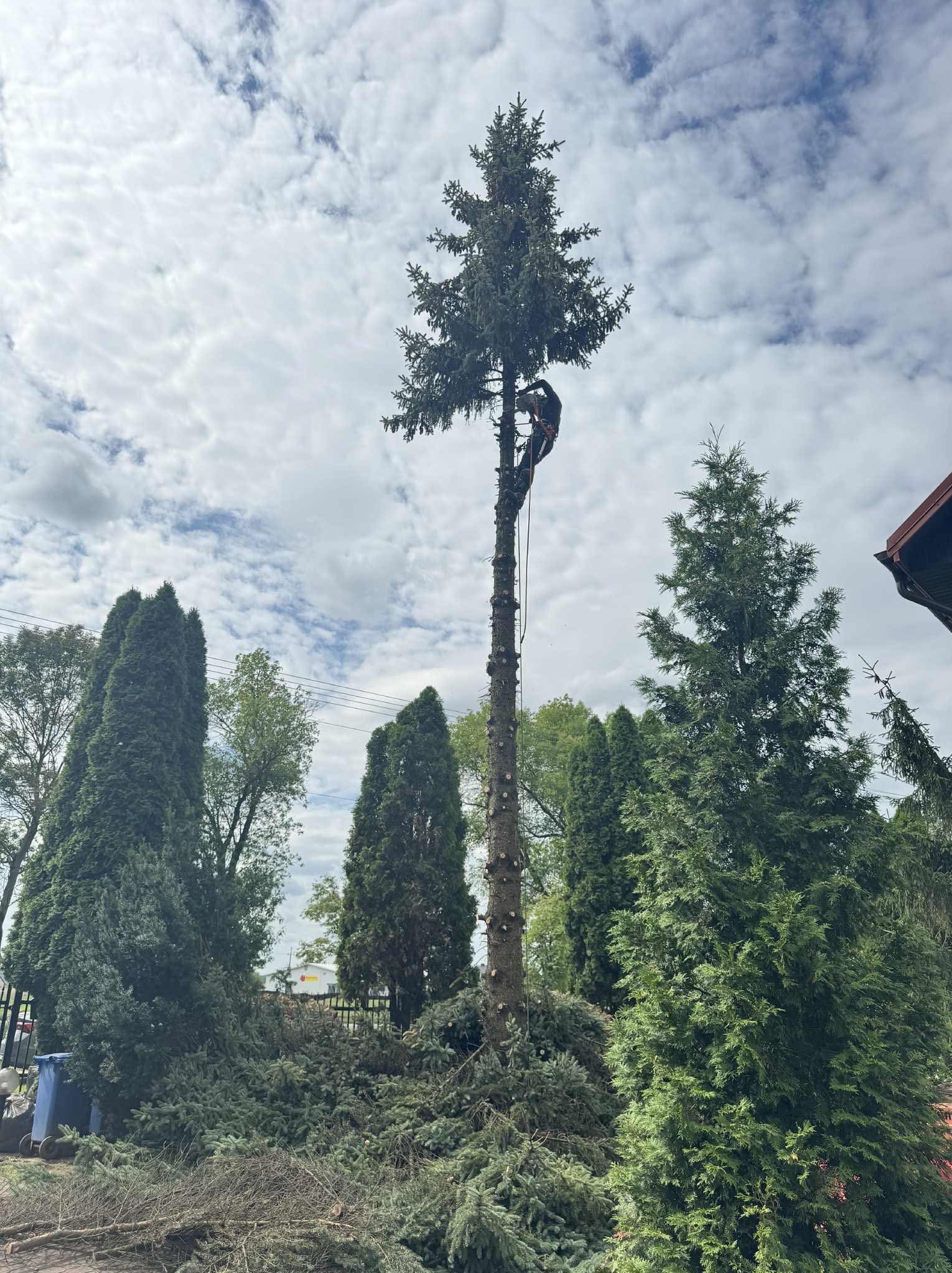 Wysoka sosna po częściowej wycince, z pracownikiem na linie. Wokół leżą odcięte gałęzie, a w tle inne drzewa i budynek z czerwonym dachem.