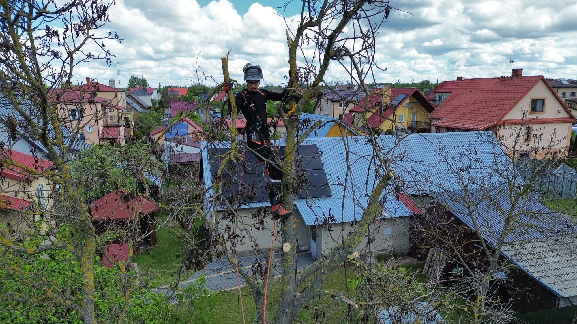 Arborysta w uprzęży, w koronie drzewa, w trakcie wycinki gałęzi. W tle zabudowa jednorodzinna i błękitne niebo z chmurami.