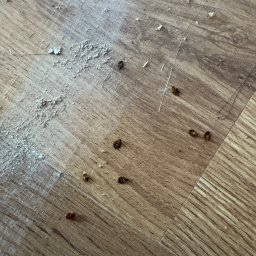 Dezynsekcja i deratyzacja Poznań 2