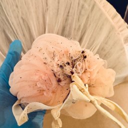 Pest Killer Mario Poznań - Ręka w niebieskiej rękawicy trzyma różową myjkę z siatki, na której widoczne są martwe owady; prawdopodobnie po zabiegu dezynsekcji w Poznaniu.