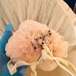 Ręka w niebieskiej rękawicy trzyma r&oacute;żową myjkę z siatki, na kt&oacute;rej widoczne są martwe owady; prawdopodobnie po zabiegu dezynsekcji w Poznaniu.