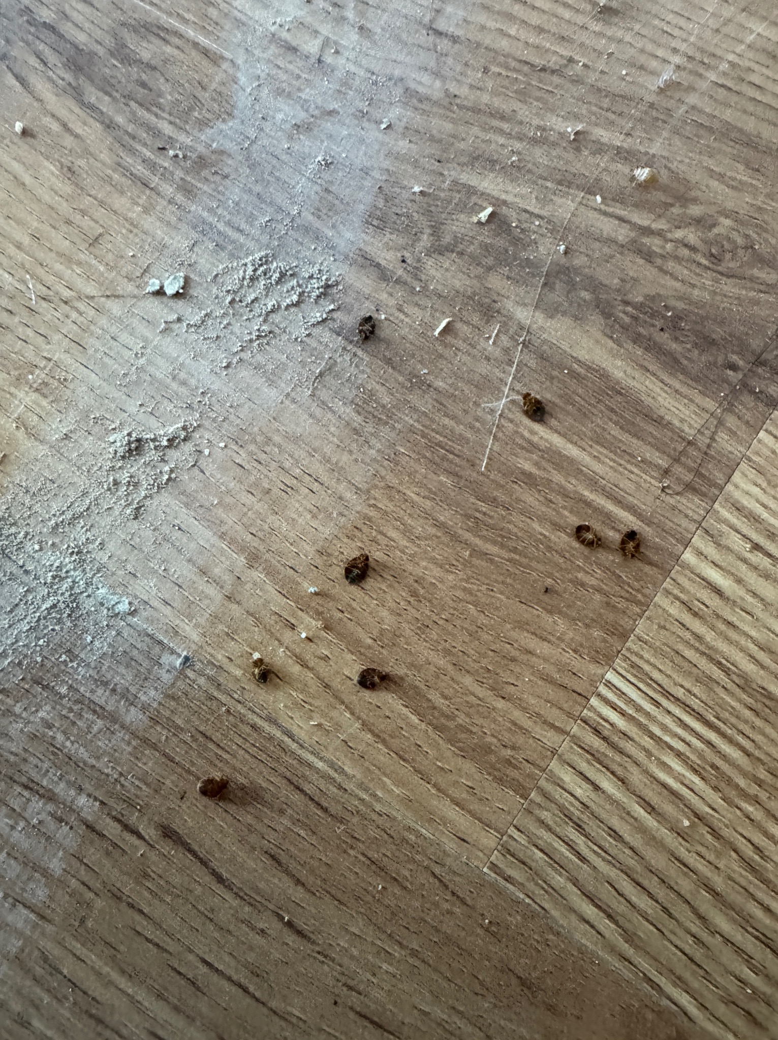 Brązowe odchody i biały proszek na drewnianej podłodze, prawdopodobnie pozostałości po interwencji.