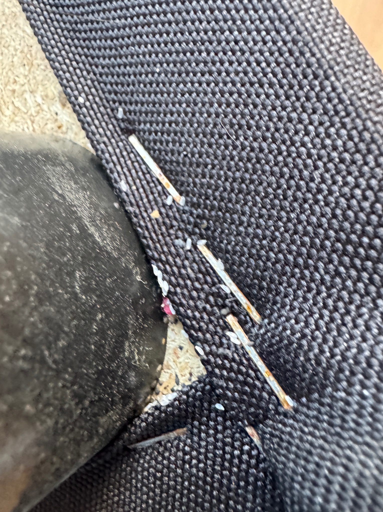 Szczegółowe ujęcie pozostałości po insektach i ich odchodów na ciemnej, teksturowanej powierzchni, z fragmentem czarnego przedmiotu w lewym dolnym rogu.