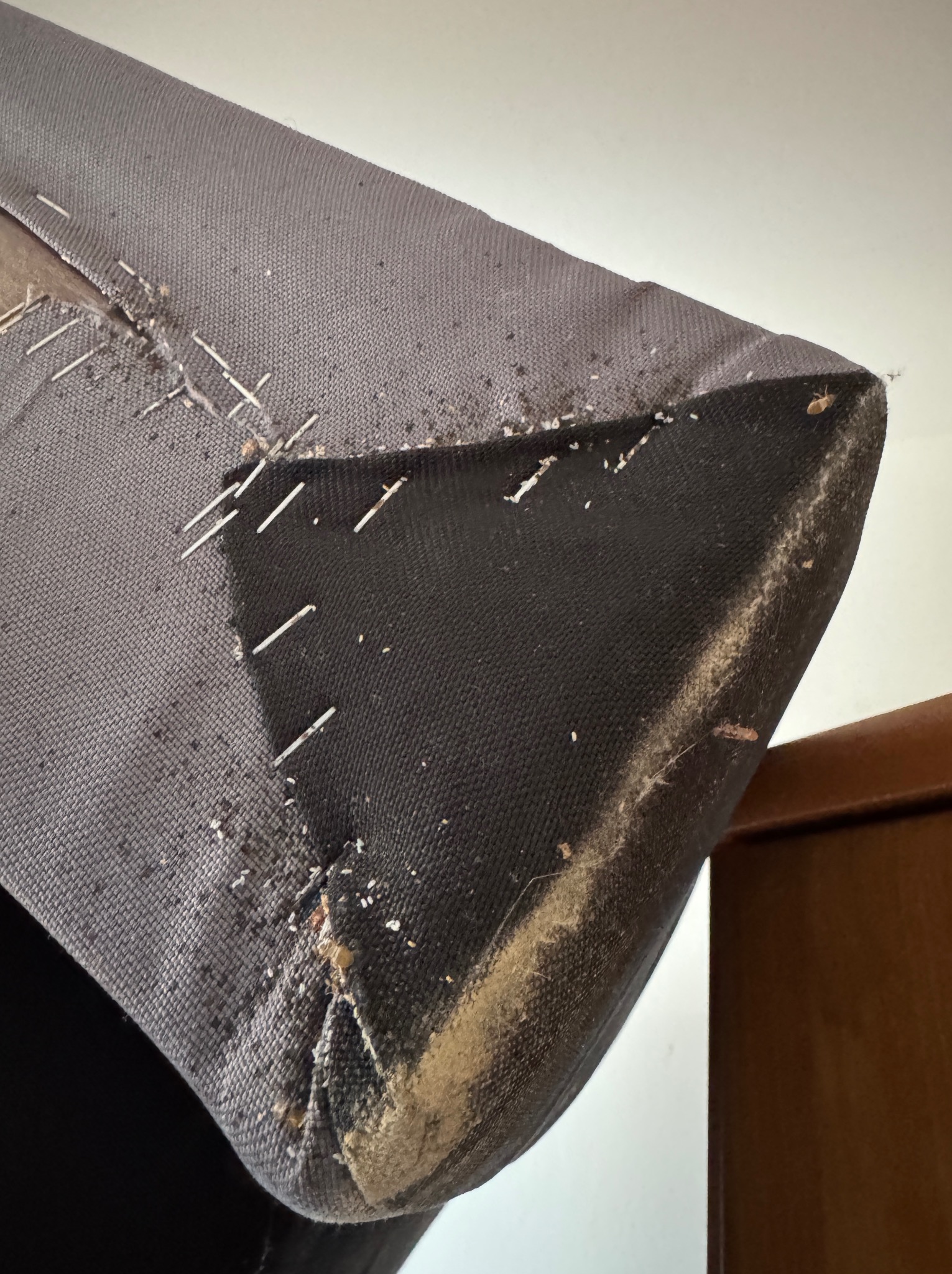 Narożnik sofy z widocznymi śladami obecności owadów, odchodami i uszkodzeniami materiału, mocowany zszywkami.
