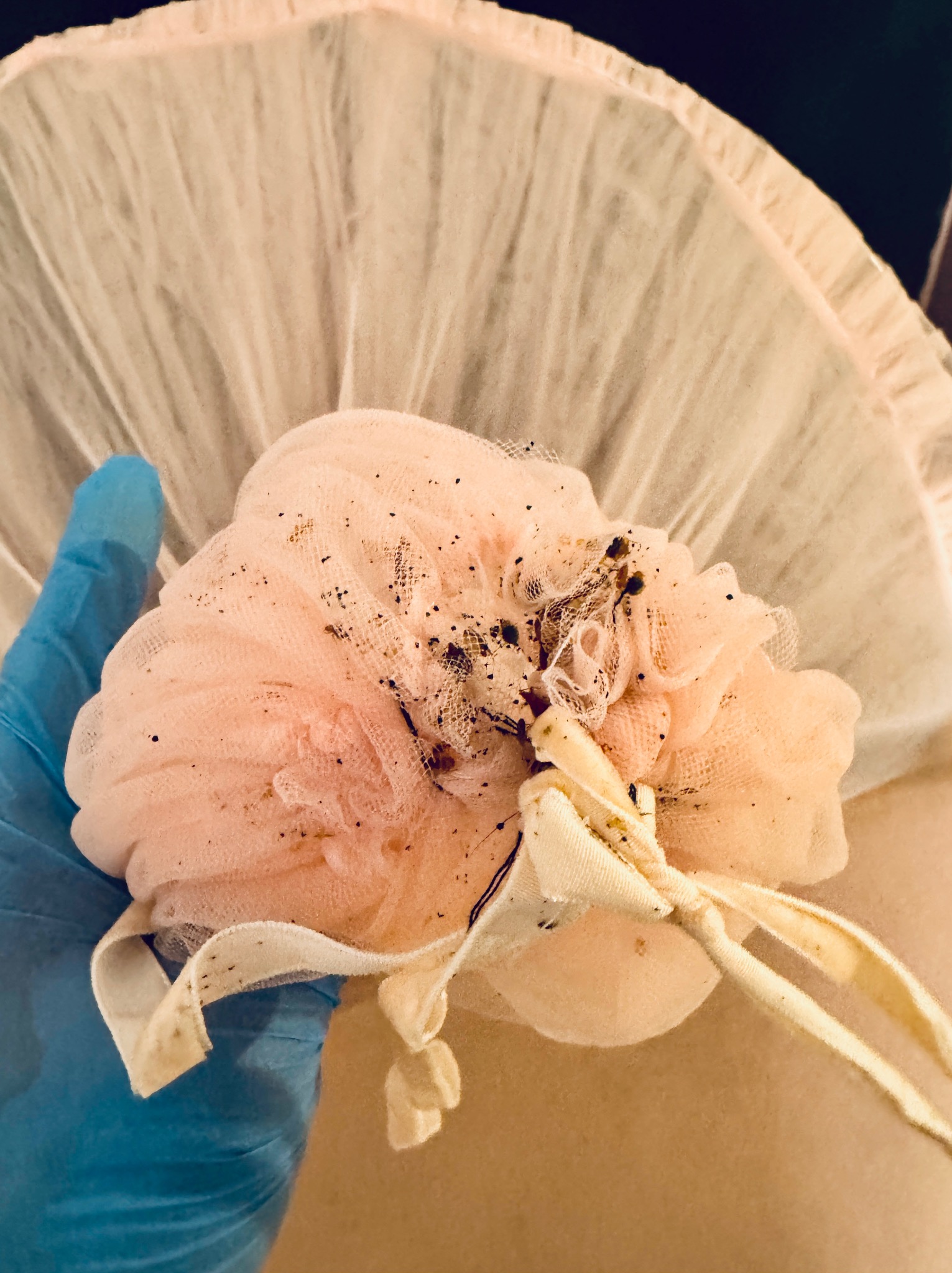 Ręka w niebieskiej rękawicy trzyma różową myjkę z siatki, na której widoczne są martwe owady; prawdopodobnie po zabiegu dezynsekcji w Poznaniu.