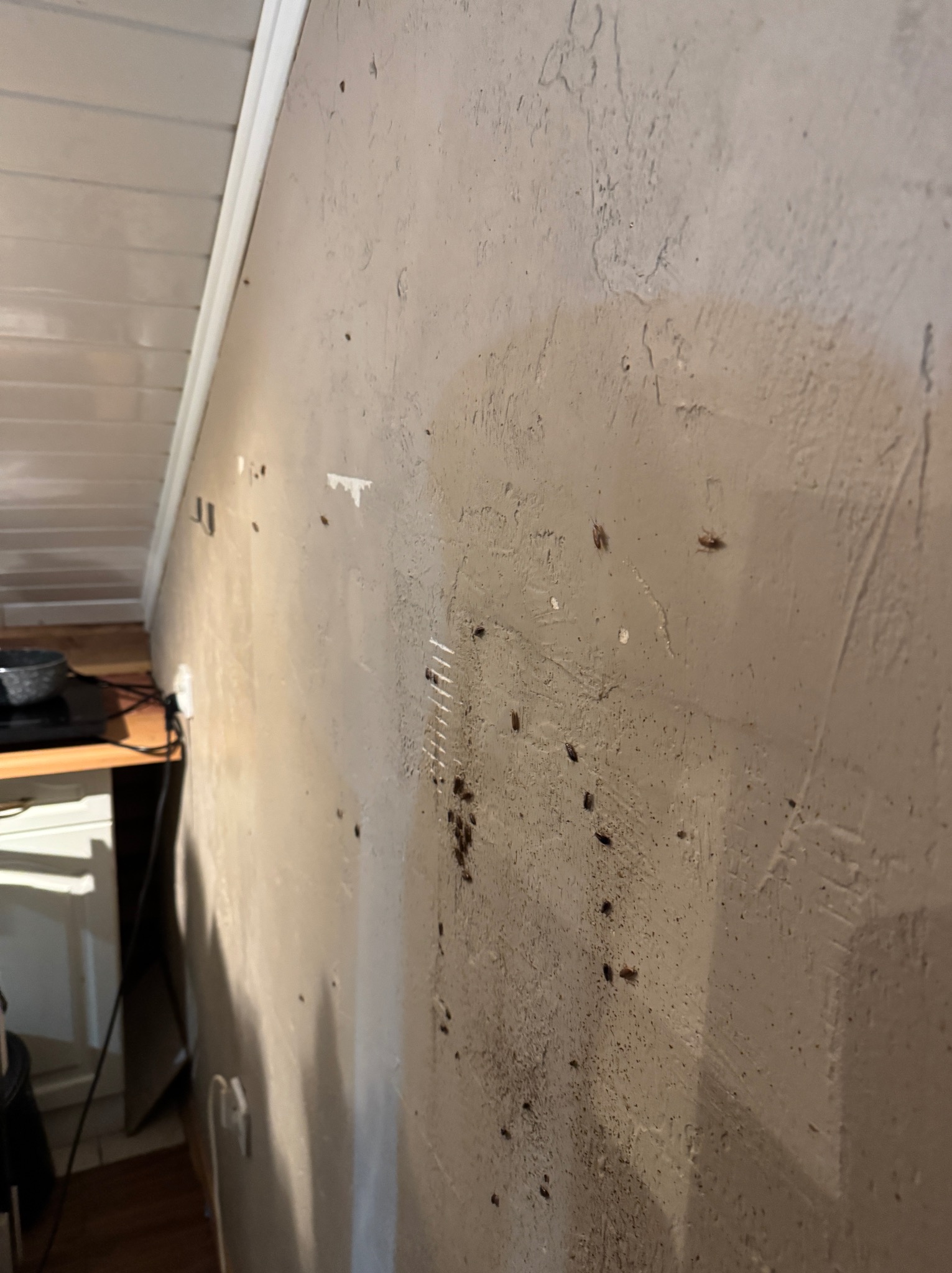 Ściana z widocznymi insektami i pozostałościami po środkach owadobójczych, widoczne ślady po interwencji w pomieszczeniu mieszkalnym.