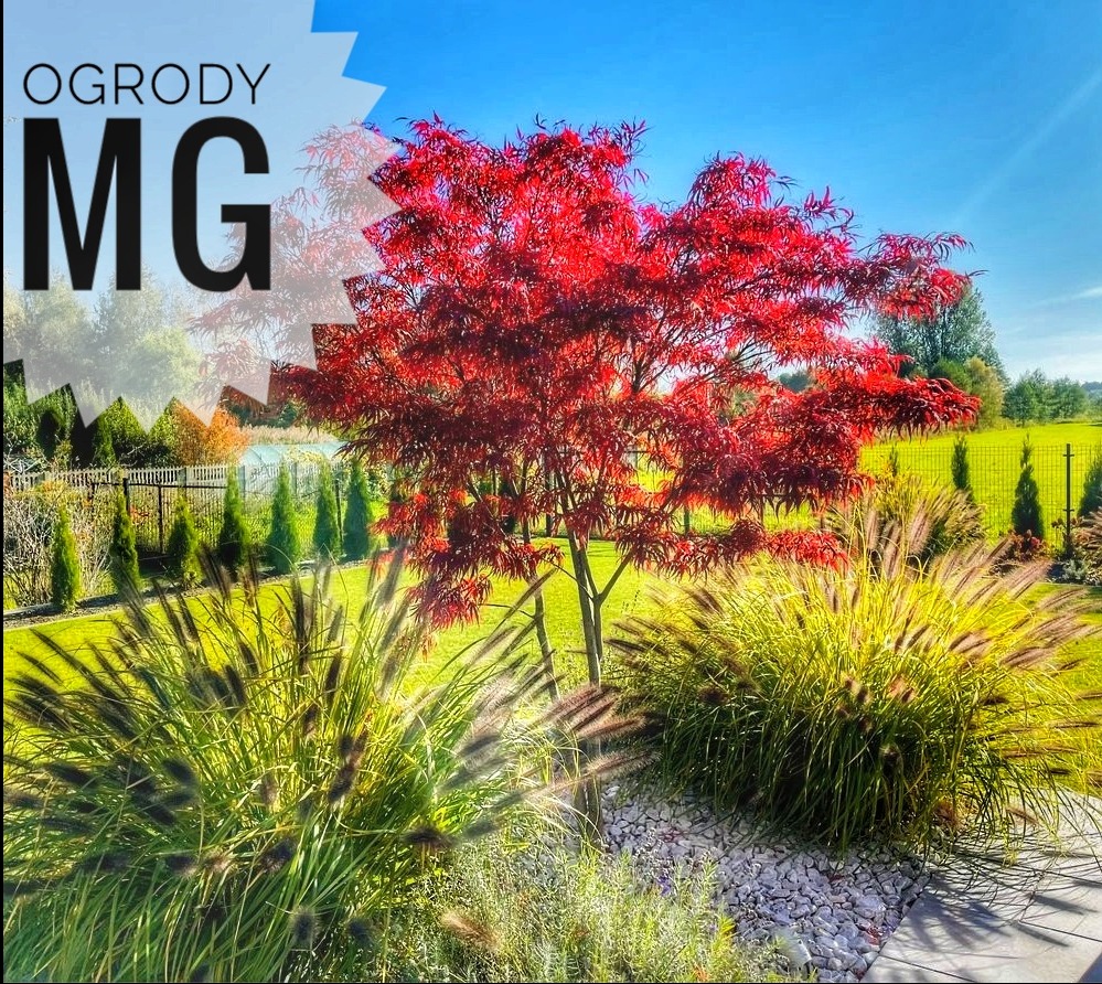 Starannie zaprojektowany ogród z dominującym czerwonym klonem palmowym, ozdobnymi trawami i białymi kamieniami, z logo 'Ogrody MG' w rogu.