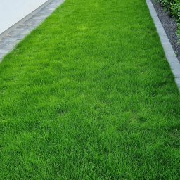 P&D OGRODY PIOTR BUDZYŃSKI - Soczysta, zielona trawa na posesji, widok z góry. Granicę trawnika wyznacza szara kostka brukowa i żywopłot. W tle drewniana altana i fragment białego budynku.