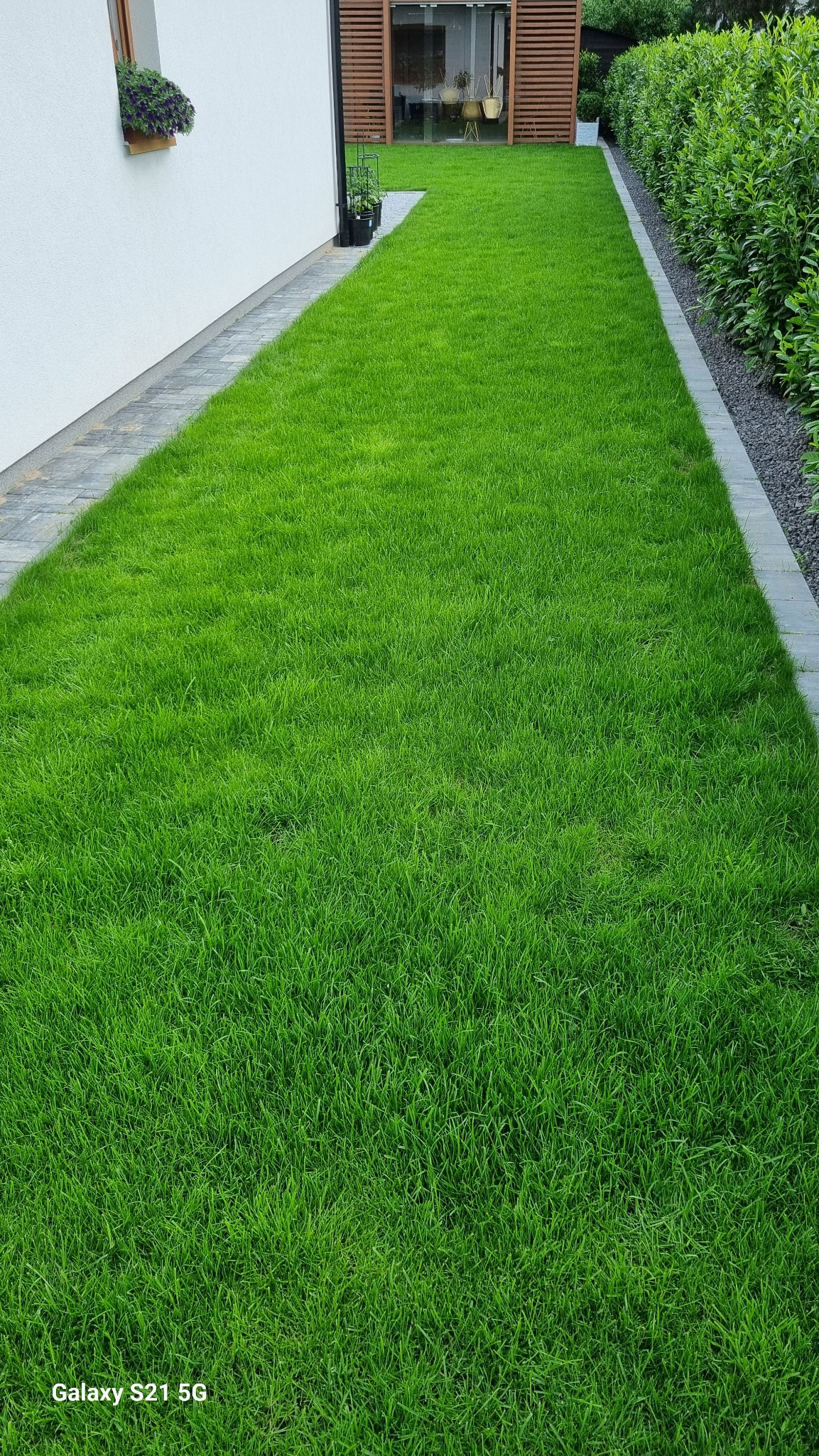 Soczysta, zielona trawa na posesji, widok z góry. Granicę trawnika wyznacza szara kostka brukowa i żywopłot. W tle drewniana altana i fragment białego budynku.