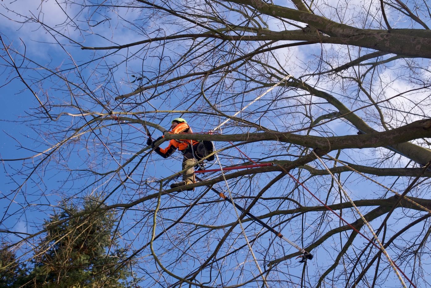 Pracownik w pomarańczowej kurtce i kasku, zabezpieczony linami, przycina gałęzie drzewa na wysokości, używając specjalistycznych narzędzi; widok z dołu na tle błękitnego nieba.