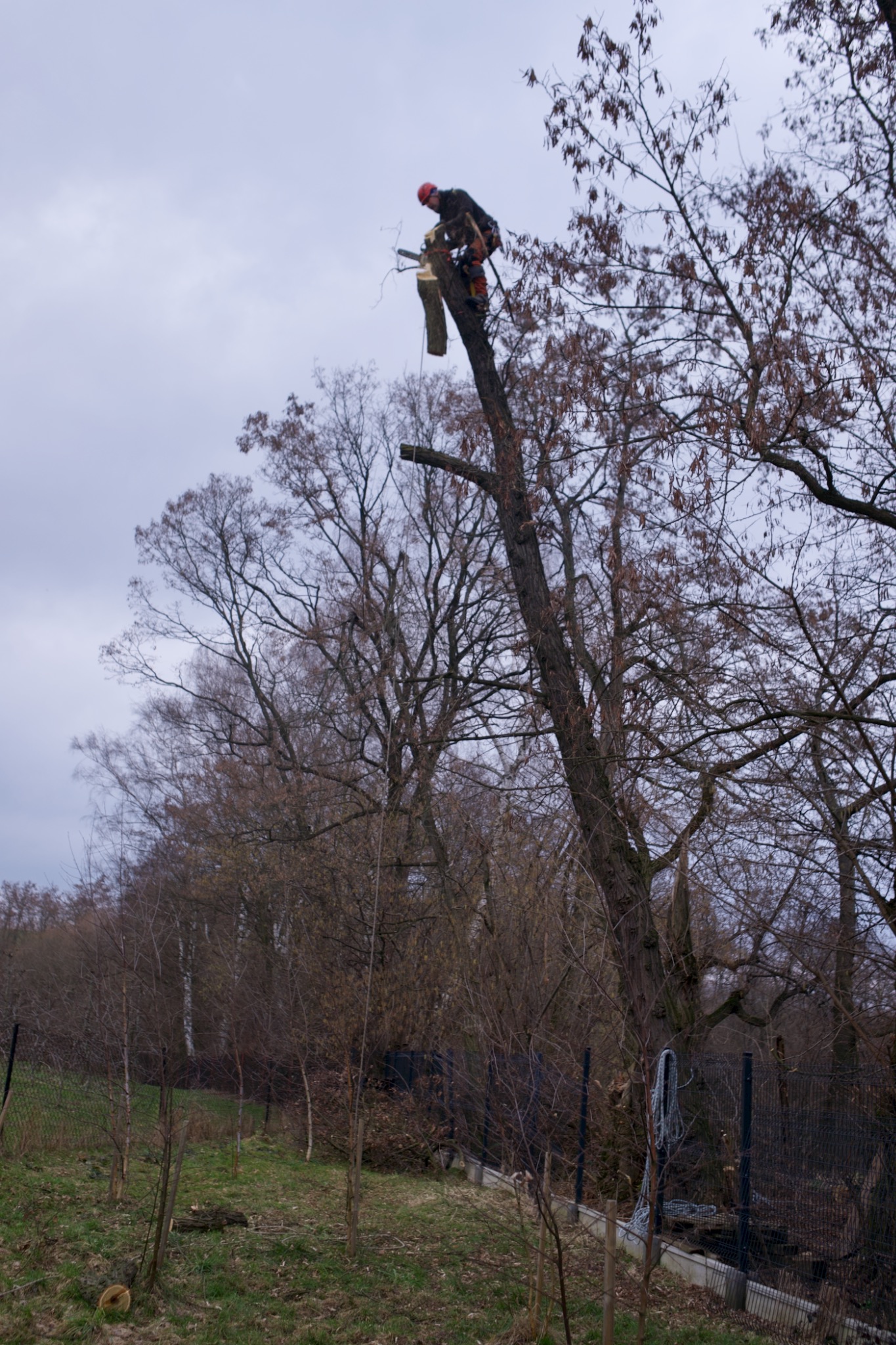 Wycinka sekcyjna drzewa.