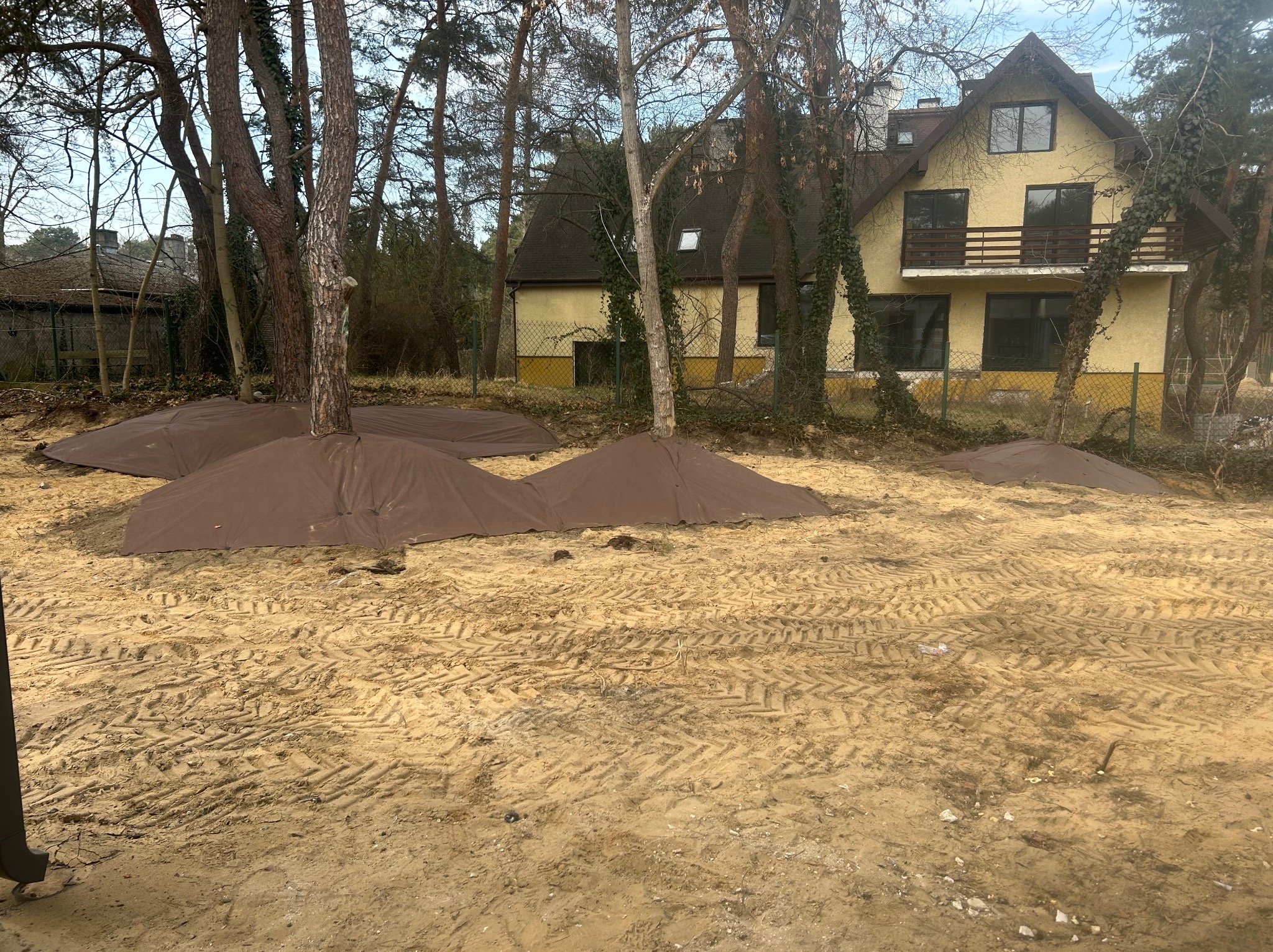 Przygotowanie terenu pod nasadzenia drzew: drzewa zabezpieczone brązową tkaniną, ziemia przekopana z widocznymi śladami opon, dom w tle.