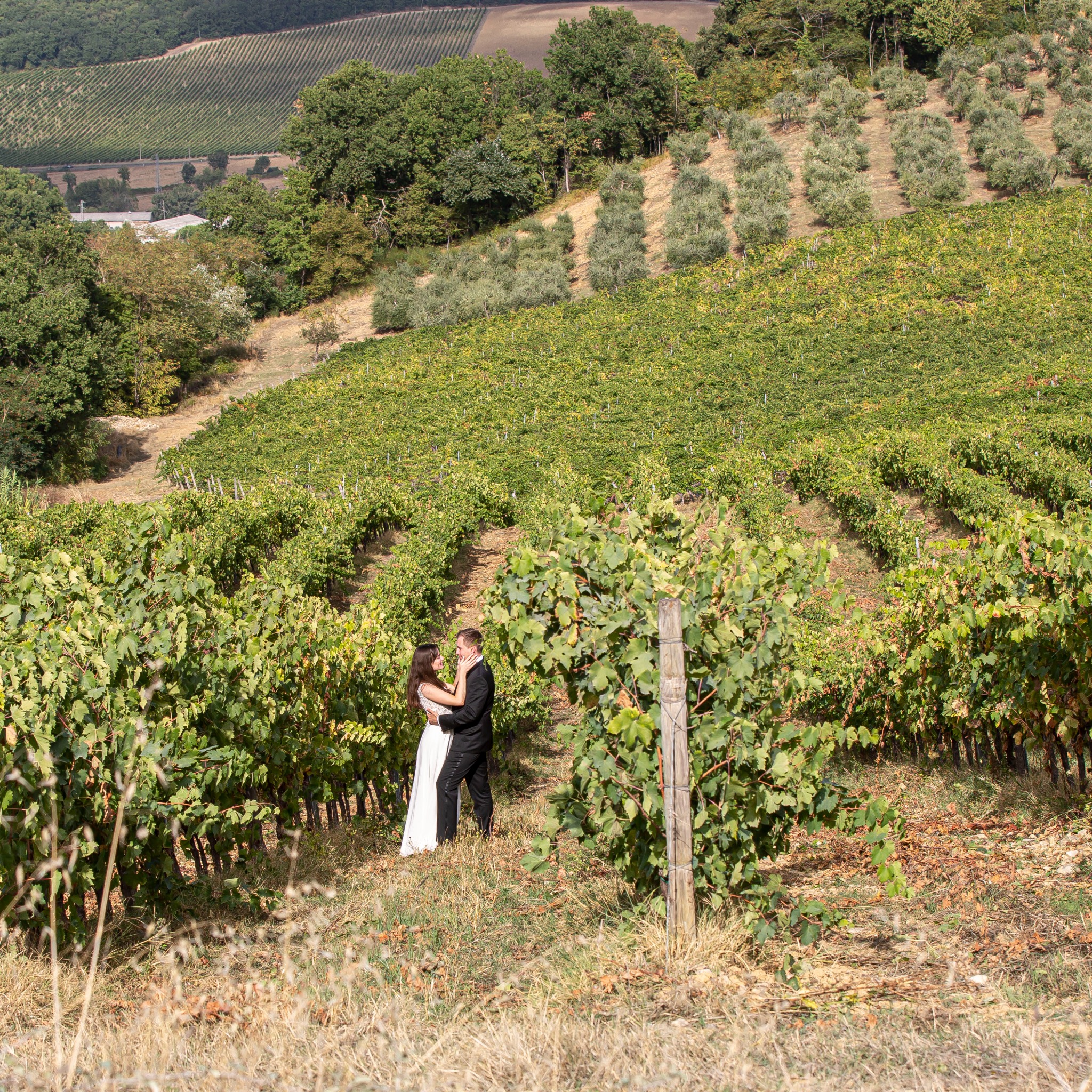 Para młoda w objęciach na tle winnicy w Kwidzynie. Romantyczna sesja ślubna pośród zielonych krzewów winorośli i malowniczego krajobrazu.