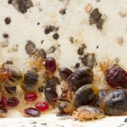 Dezynsekcja i deratyzacja Gdynia 1