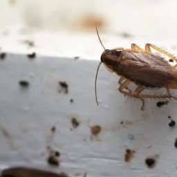 Dezynsekcja i deratyzacja Gdynia 2