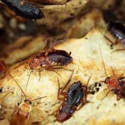 Dezynsekcja i deratyzacja Gdynia 3