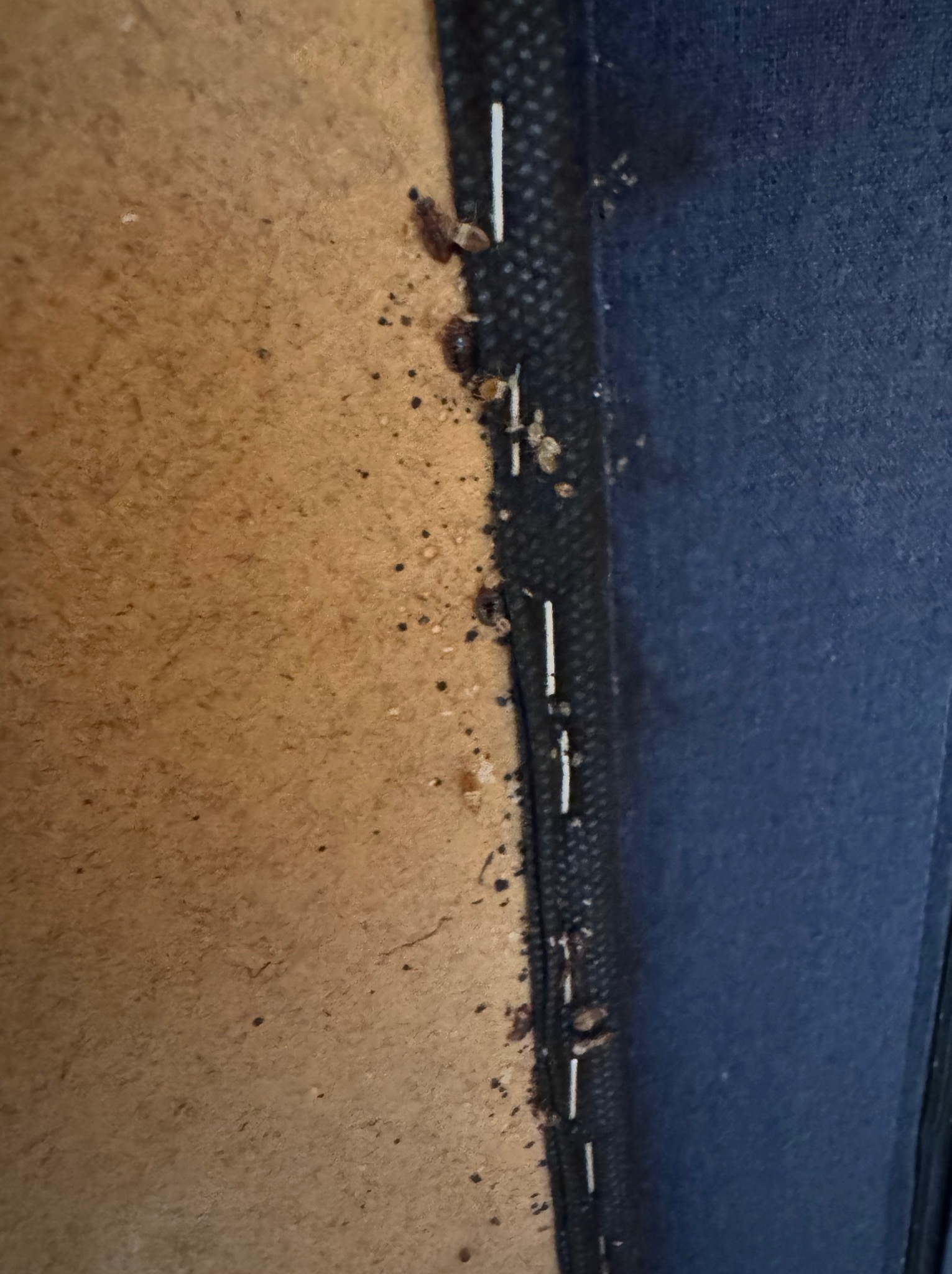 Bliskie ujęcie pluskiew i ich odchodów na tapicerce meblowej, widoczne zszywki tapicerskie.