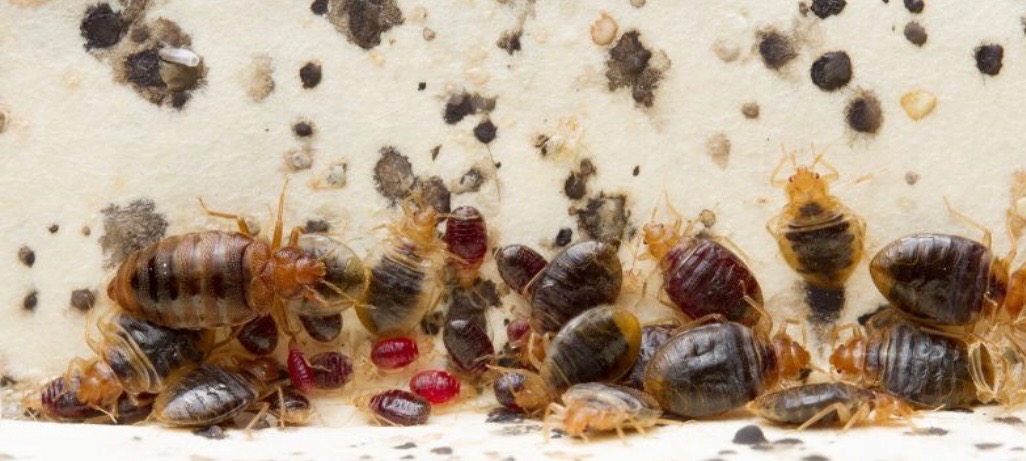 Bliski kadr pluskiew i ich odchodów na porowatej powierzchni, wykonany w Gdyni. Widoczne dorosłe osobniki i larwy.