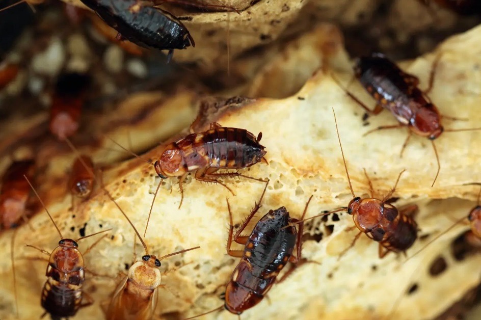 Kolonia karaluchów różnych rozmiarów i odcieni brązu żeruje na porowatej powierzchni, prawdopodobnie resztkach jedzenia.