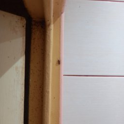 Dezynsekcja i deratyzacja Toruń 1