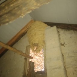 Dezynsekcja i deratyzacja Toruń 2