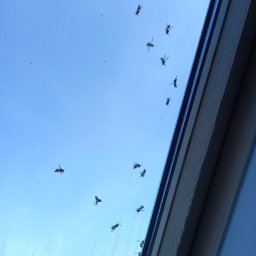 Dezynsekcja i deratyzacja Toruń 4