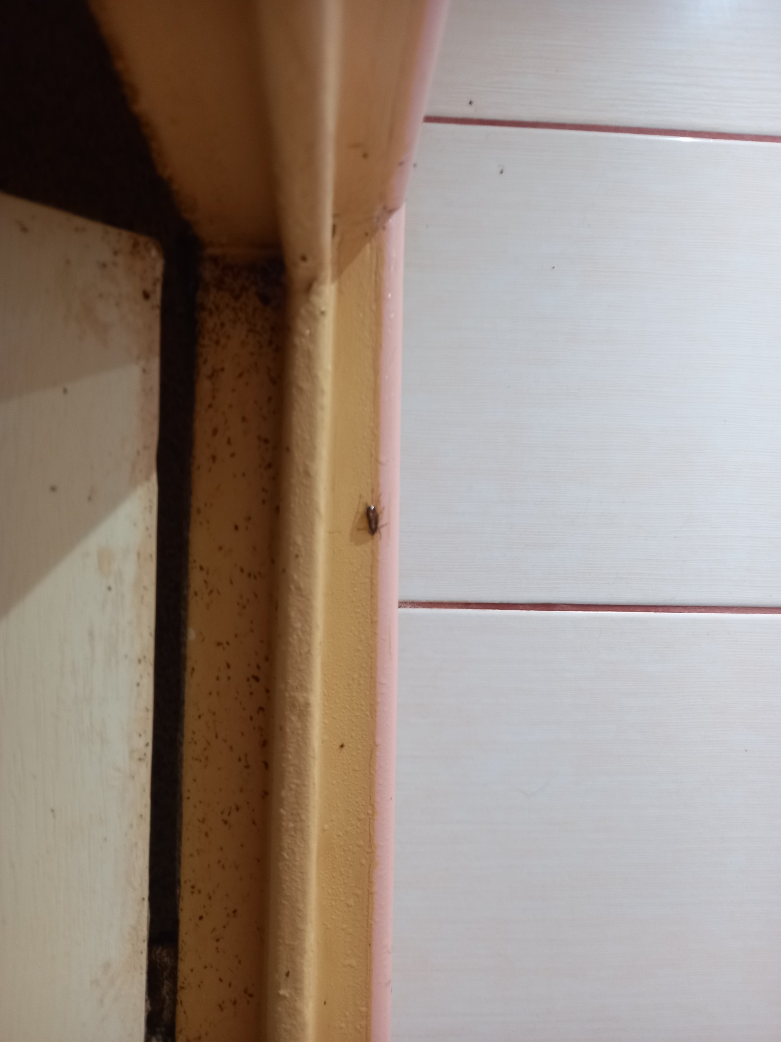 Mały karaluch na futrynie drzwiowej, widoczne zabrudzenia i resztki pożywienia, ślady obecności owadów.