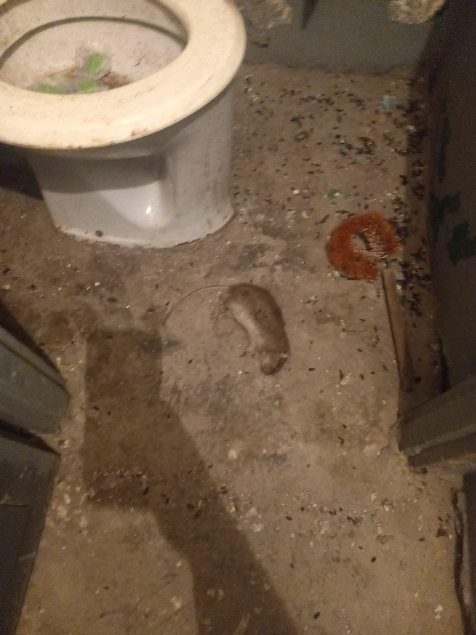 Martwy szczur leżący na brudnej podłodze obok toalety i szczotki, widoczne odchody gryzoni.