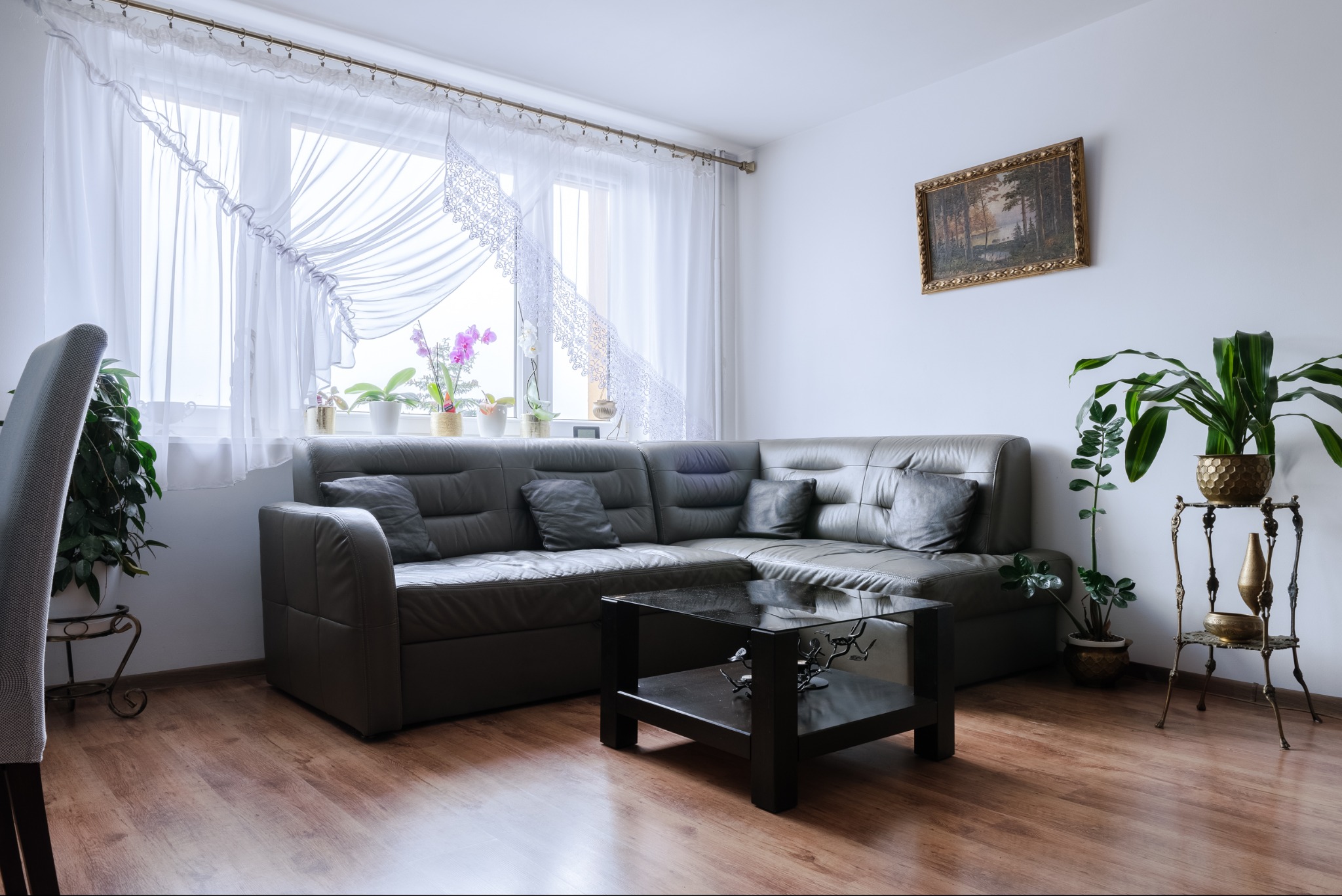 Szary narożnik z poduszkami, czarny stolik kawowy i rośliny doniczkowe w jasnym salonie z parkietem, firankami i obrazem w złotej ramie.