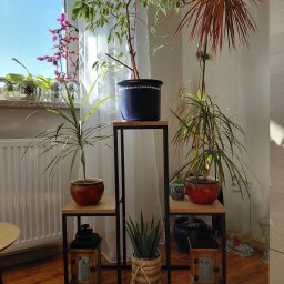 Steel and wood - Metalowy regał na kwiaty z drewnianymi półkami, na których stoją doniczki z różnymi roślinami. W tle okno z firanką i inne rośliny.