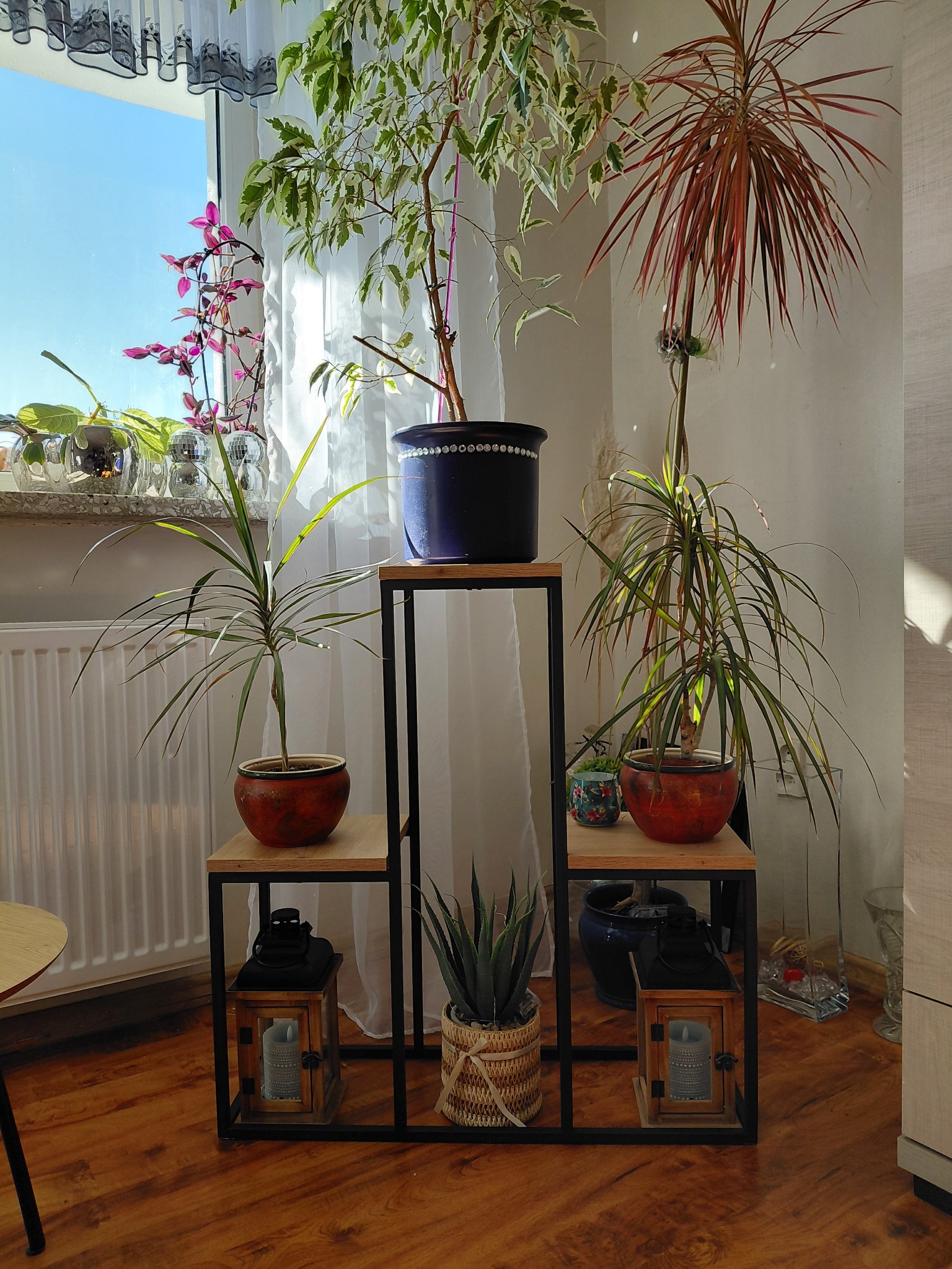 Metalowy regał na kwiaty z drewnianymi półkami, na których stoją doniczki z różnymi roślinami. W tle okno z firanką i inne rośliny.
