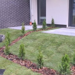 SpecGarden - Nowo założony trawnik z młodymi tujami posadzonymi wzdłuż ścieżki z kory, prowadzącej do nowoczesnego domu z elewacją z ciemnej cegły.