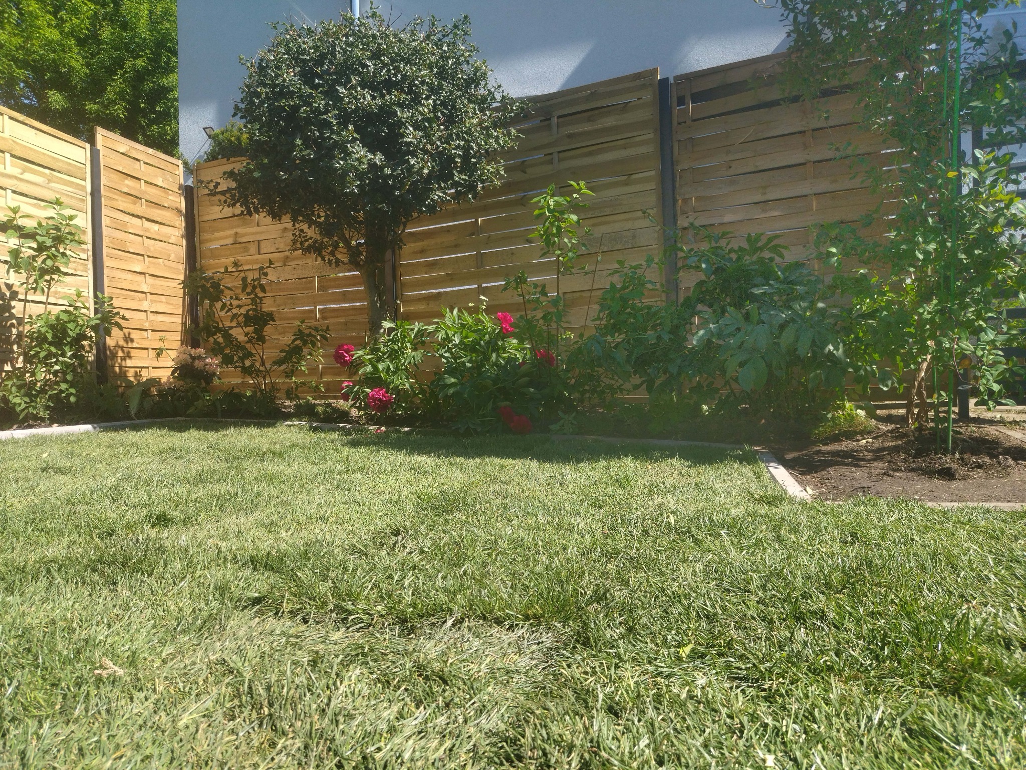 Świeżo skoszony trawnik z drewnianym płotem panelowym w tle, rabata z piwoniami i małym drzewkiem. Widoczne ślady po koszeniu trawy.