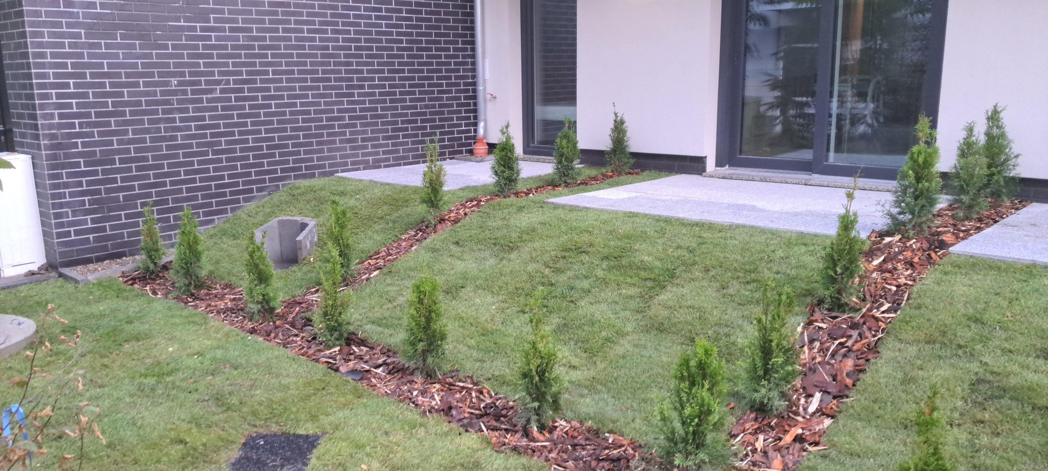 Nowo założony trawnik z młodymi tujami posadzonymi wzdłuż ścieżki z kory, prowadzącej do nowoczesnego domu z elewacją z ciemnej cegły.