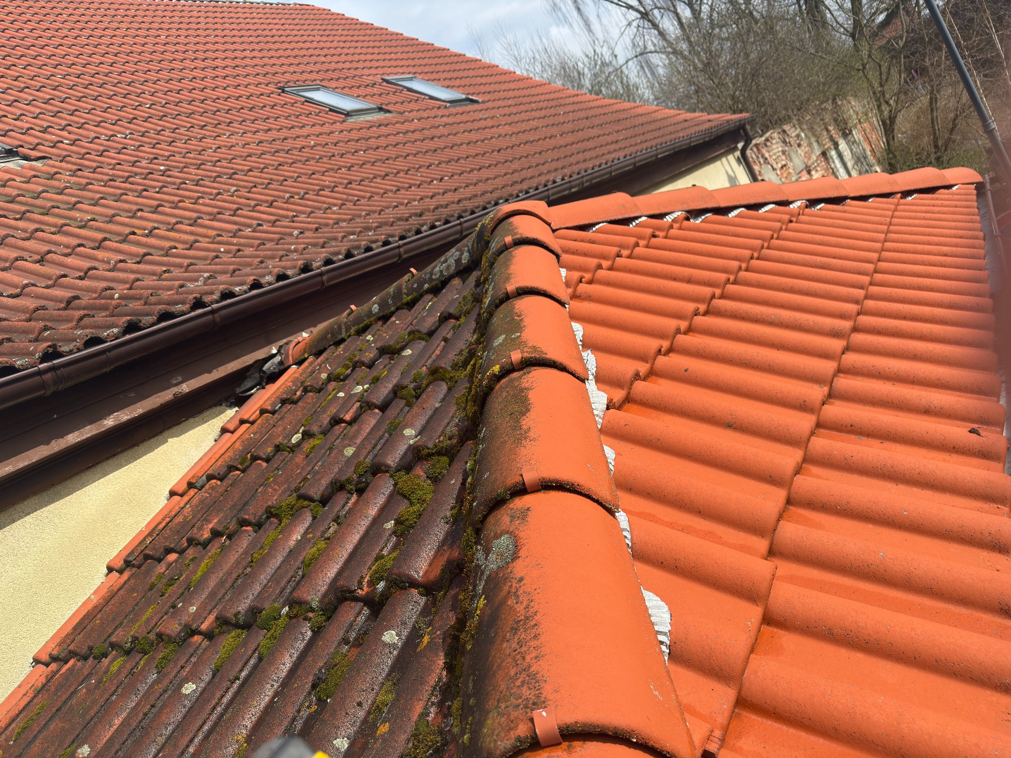 Częściowo oczyszczony dach z czerwonej dachówki, z widocznymi dwoma oknami dachowymi. Połowa dachu pokryta mchem i zabrudzeniami, druga połowa czysta.