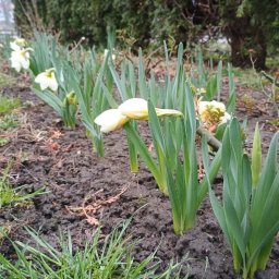 Koszenie trawy Medyka 1