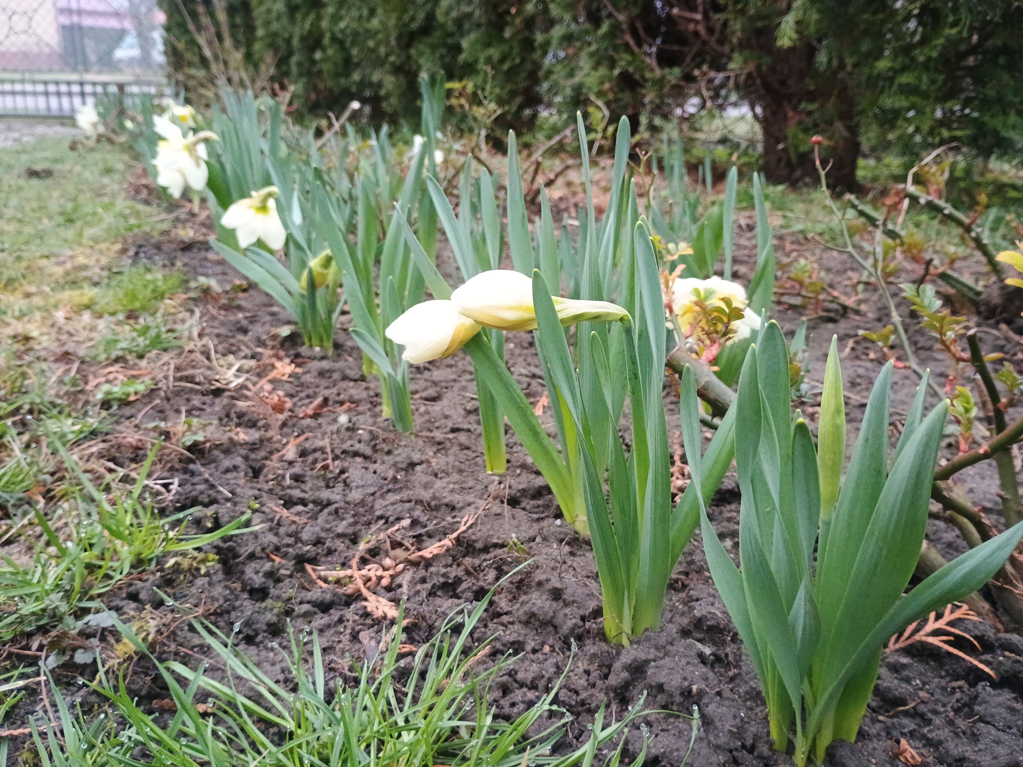 Rząd wschodzących białych narcyzów z pąkami w wilgotnej glebie, na tle krzewów i drzew