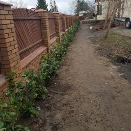 Nasadzenia laurowiśni.