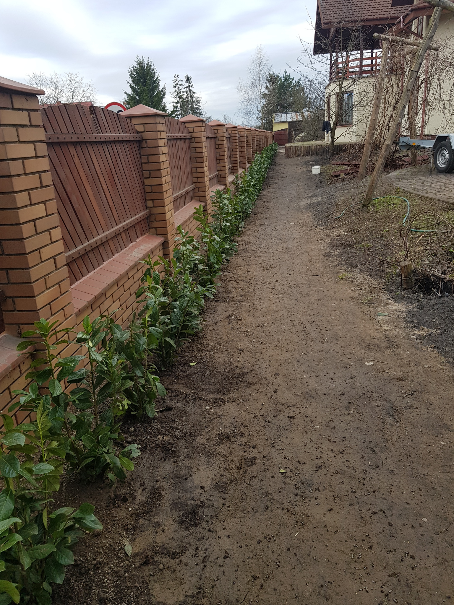 Nasadzenia laurowiśni.