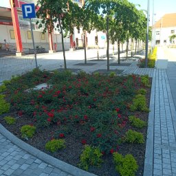 Roman Pietruszka GREEN-SERWIS - Kwadratowa rabata z czerwonymi różami i zielonymi krzewami ozdobnymi na tle rzędu kulistych drzew wzdłuż chodnika z kostki brukowej przy budynku z czerwonymi elementami architektonicznymi.