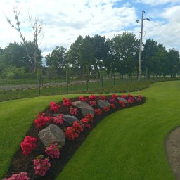 Roman Pietruszka GREEN-SERWIS - Kaskada czerwonych i różowych azalii posadzonych pomiędzy szarymi kamieniami na ściółce z kory, otoczona idealnie przystrzyżonym trawnikiem, w tle drzewa i słup energetyczny